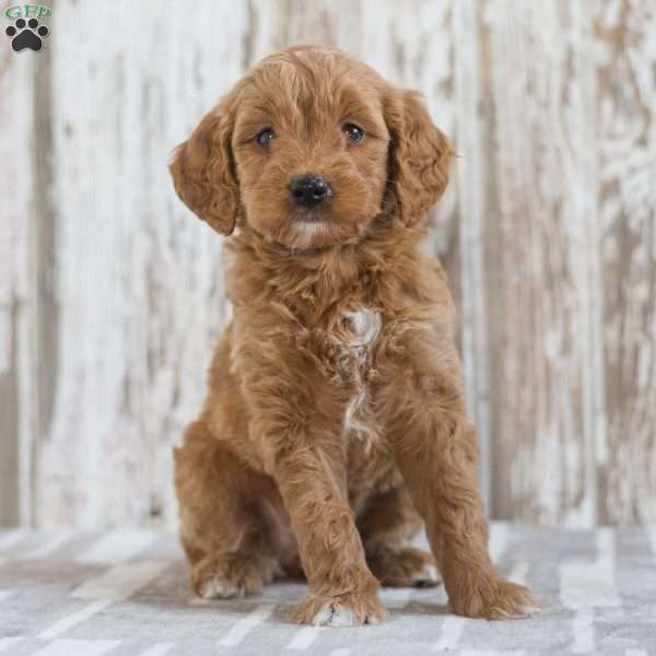 Jerusha, Mini Goldendoodle Puppy